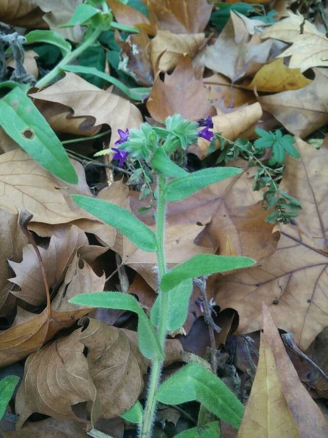 Lingua di bue officinale 15