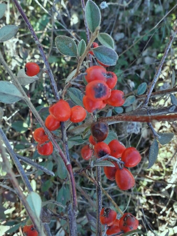 Cotoneaster di Franchet 4