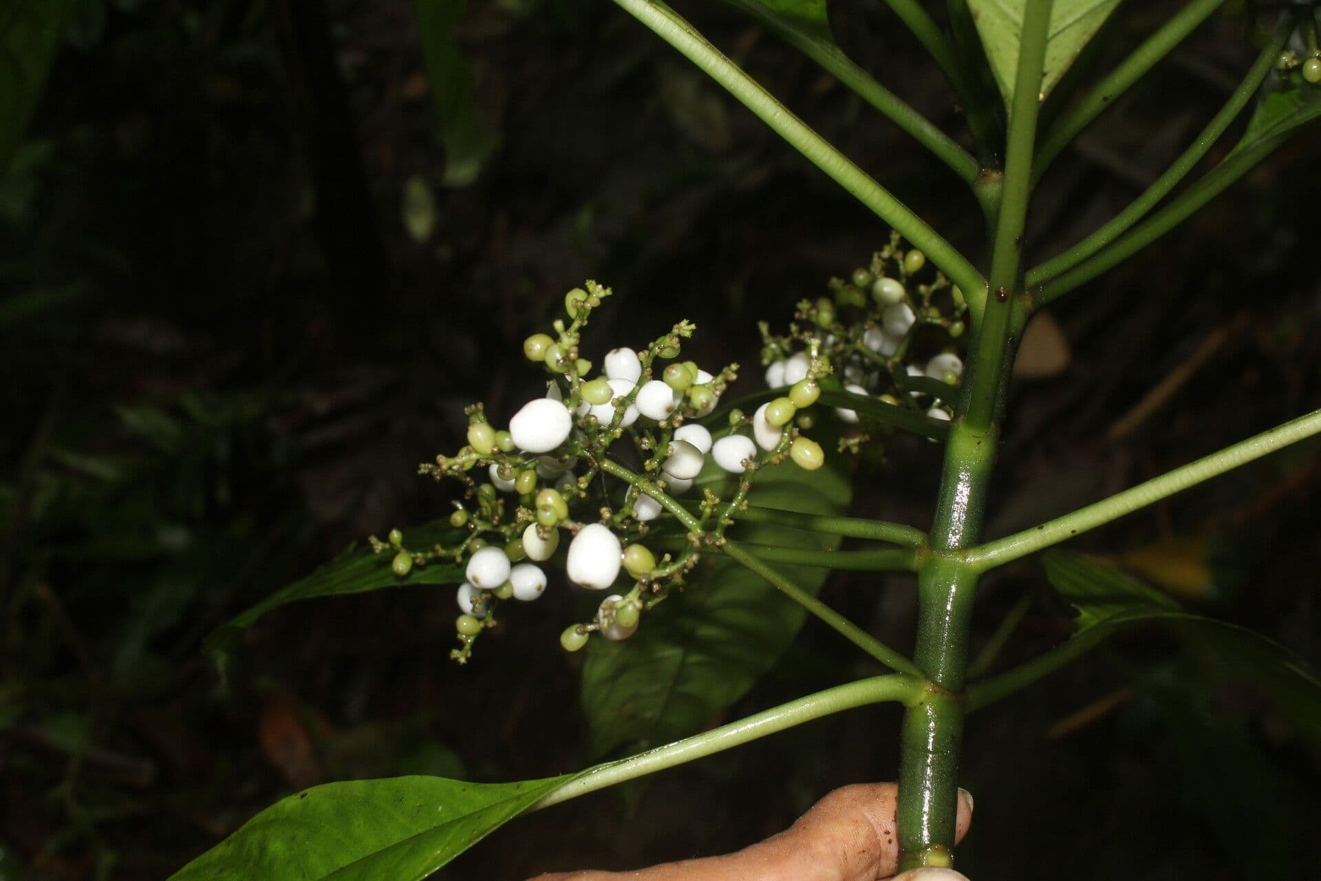 Notopleura 5