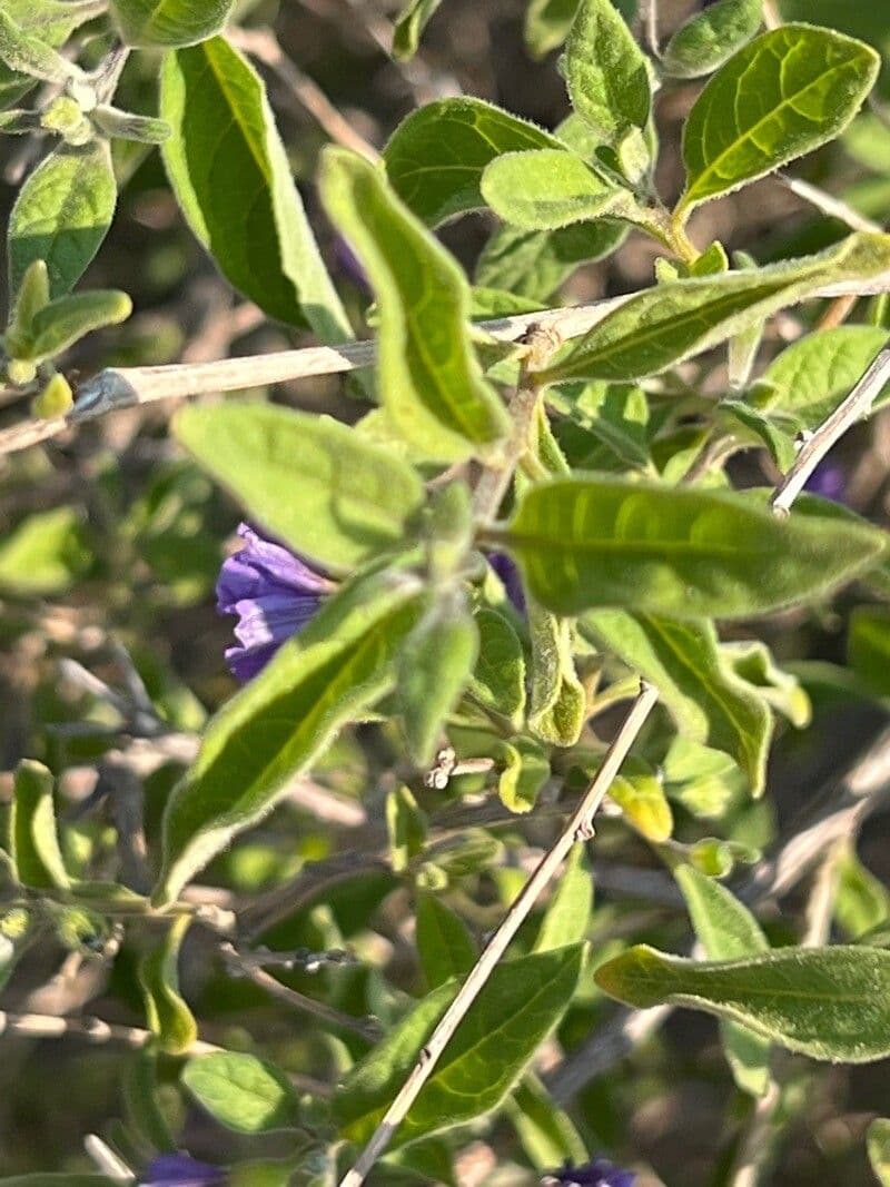 Lycianthes lycioides 4