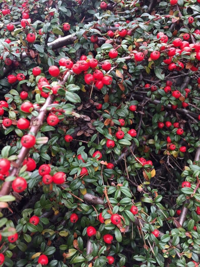 Cotoneaster 11