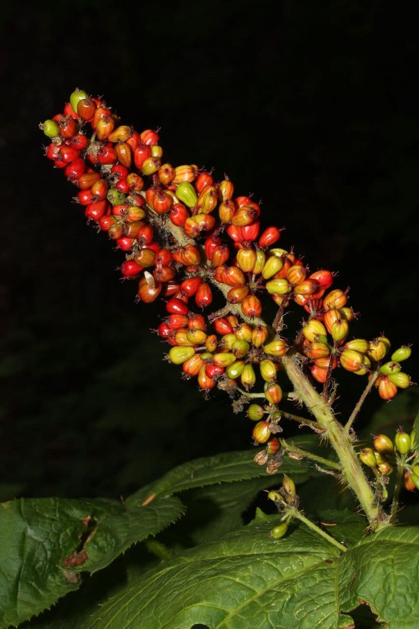 Oplopanax horridus 5
