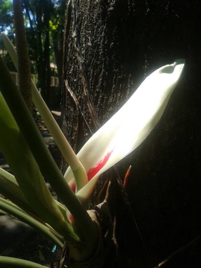 Philodendron ornatum