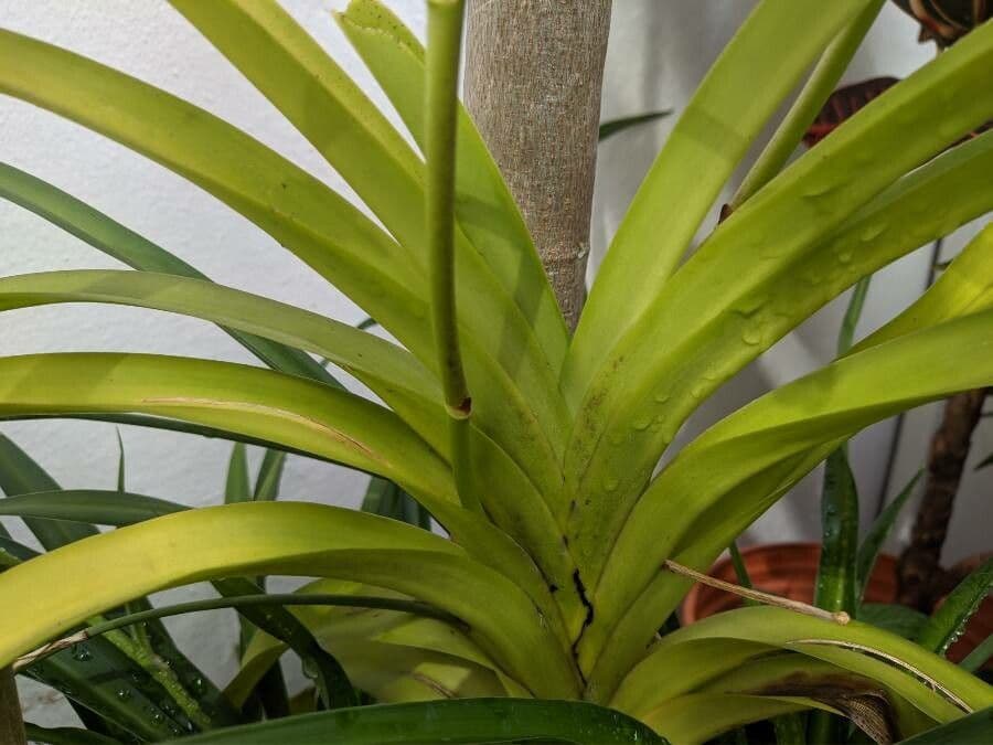 Orchidea 7