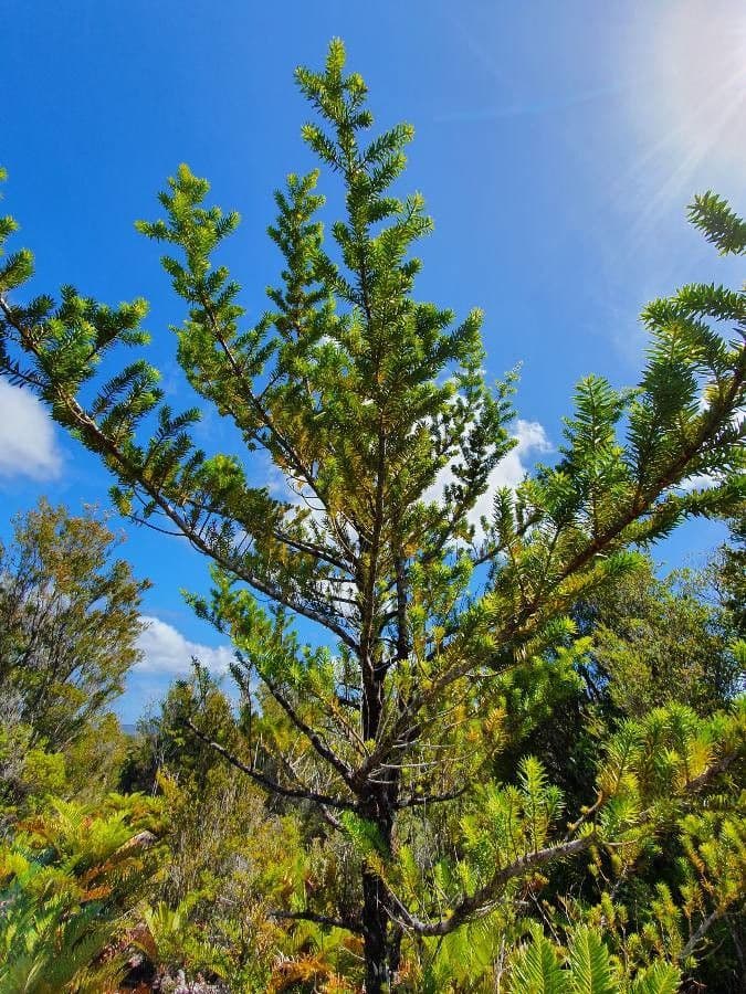 Podocarpus 5