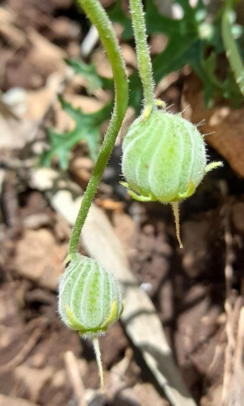 Blumenbachia 3