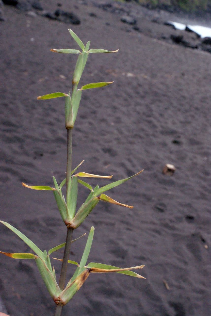 Stenotaphrum 10