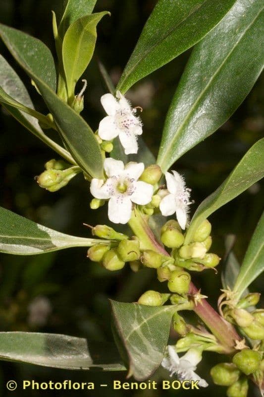 Schlankblättriges Myoporum 28