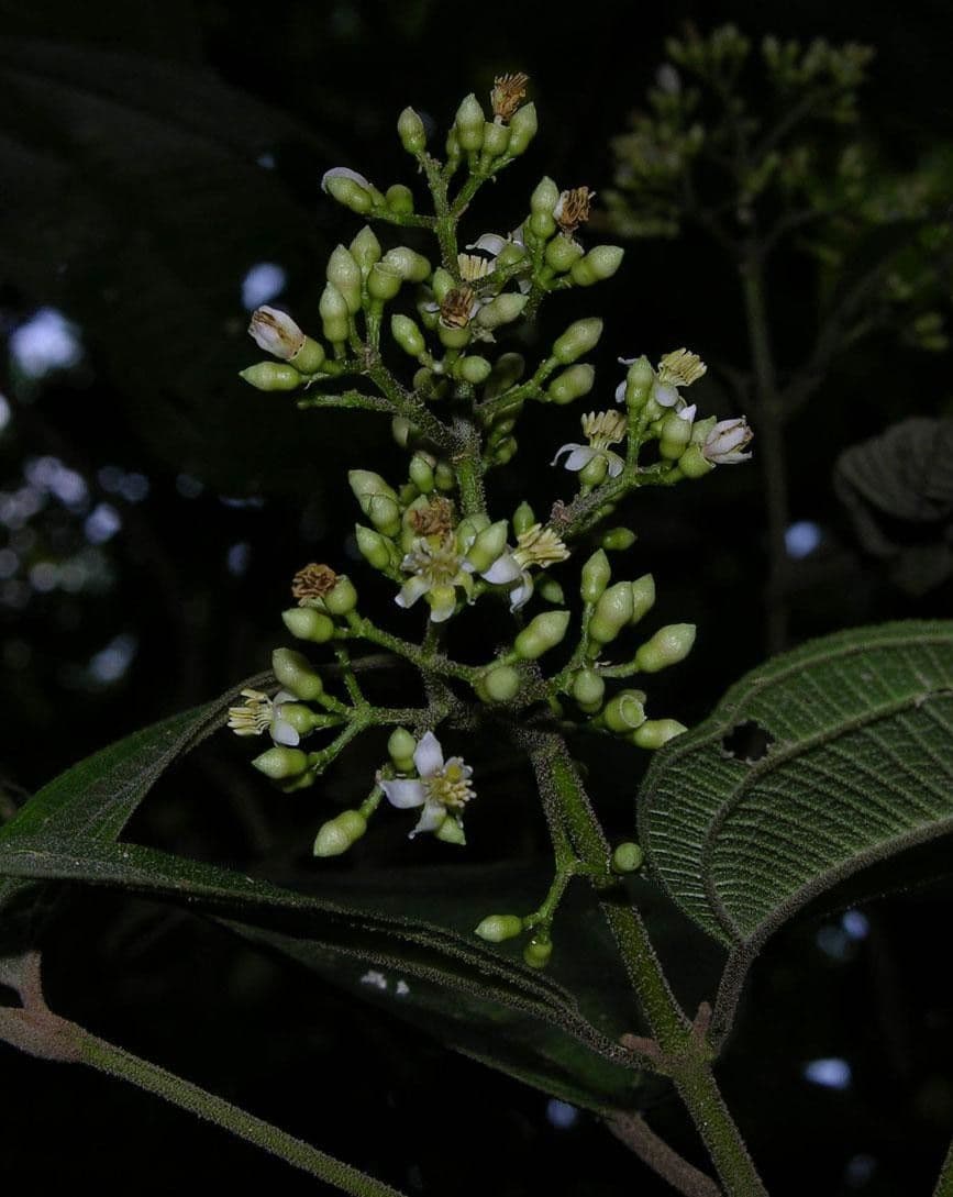 Conostegia micrantha 14