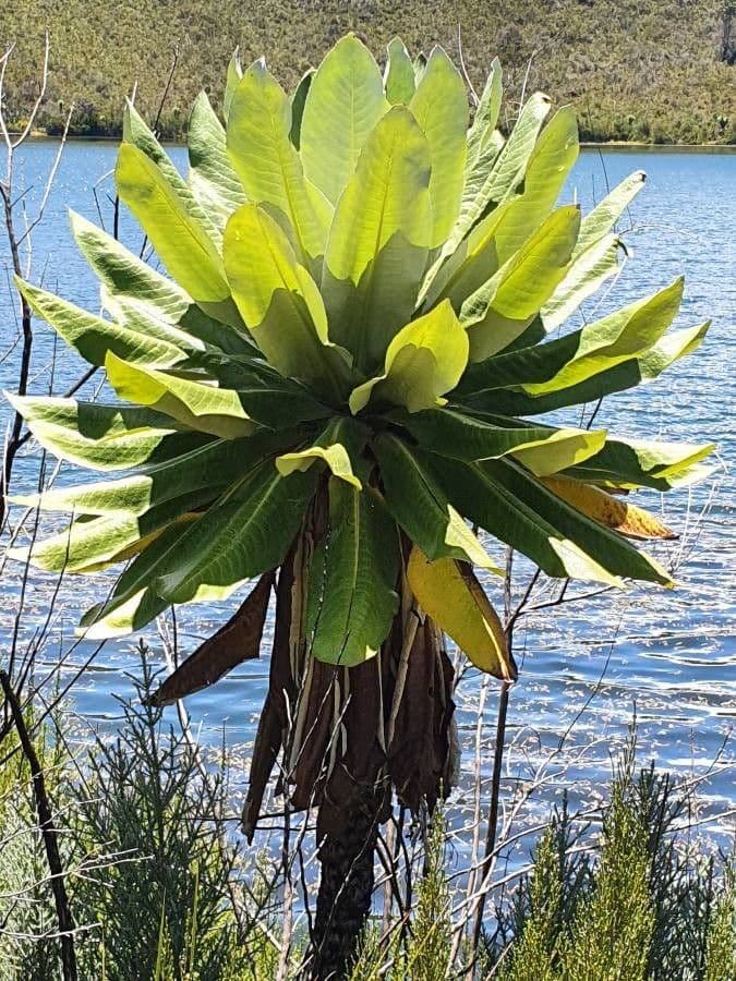 Dendrosenecio 4