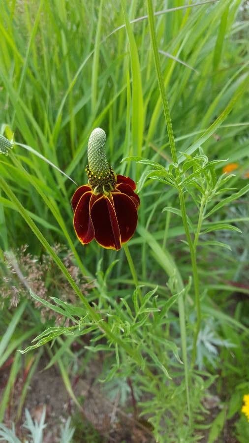 Ratibida columnifera 6