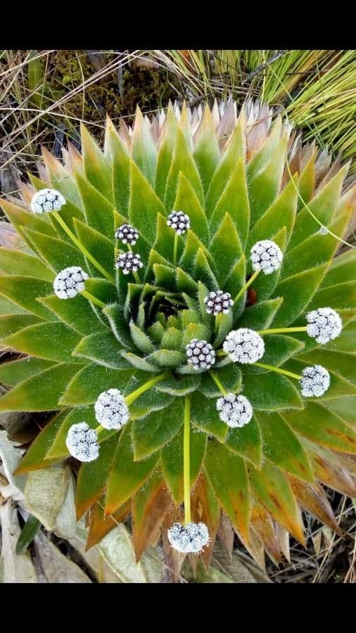 Paepalanthus 14