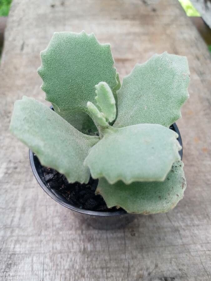 Kalanchoa 2