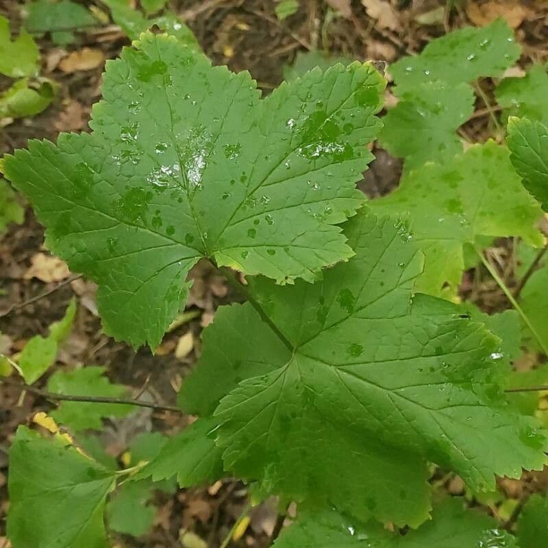 Ribes rosso 4