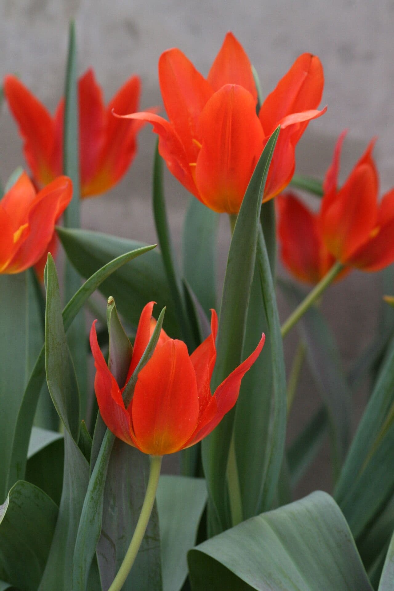 Tulipano