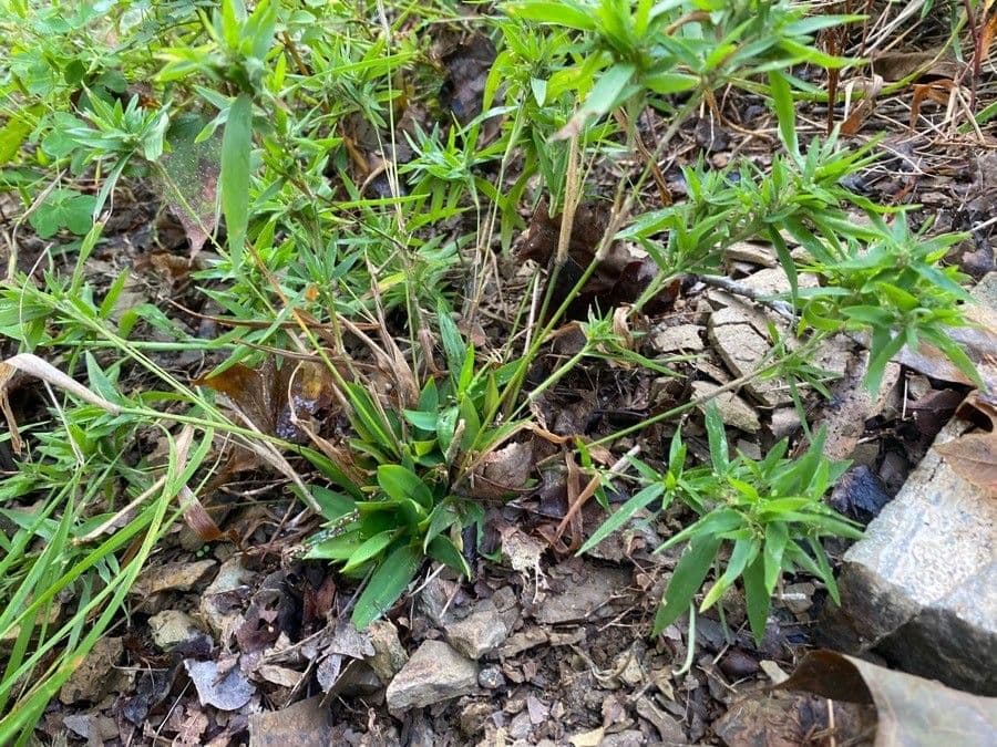 Melampyrum lineare 15