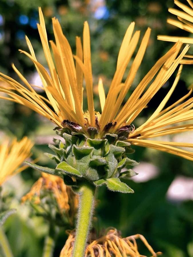 Inula 3