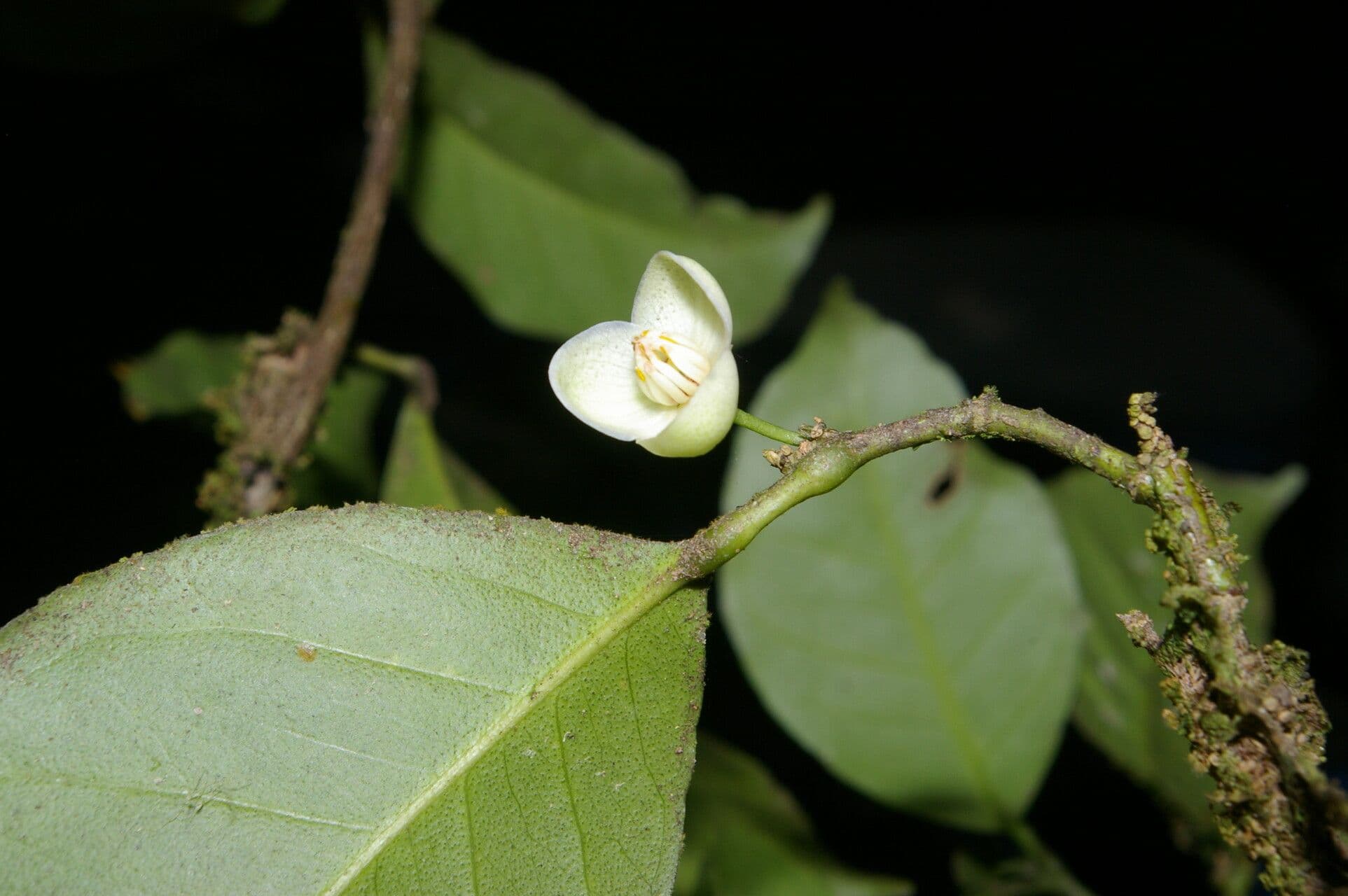 Peltostigma 2