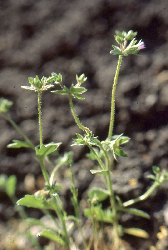 Campanula erinus 12