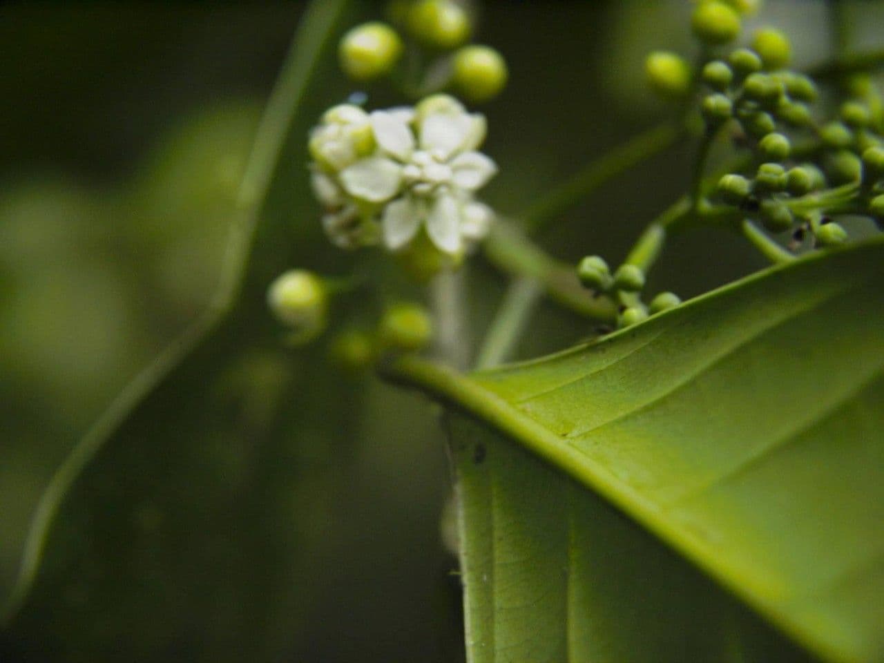 Mespilodaphne macrophylla 19
