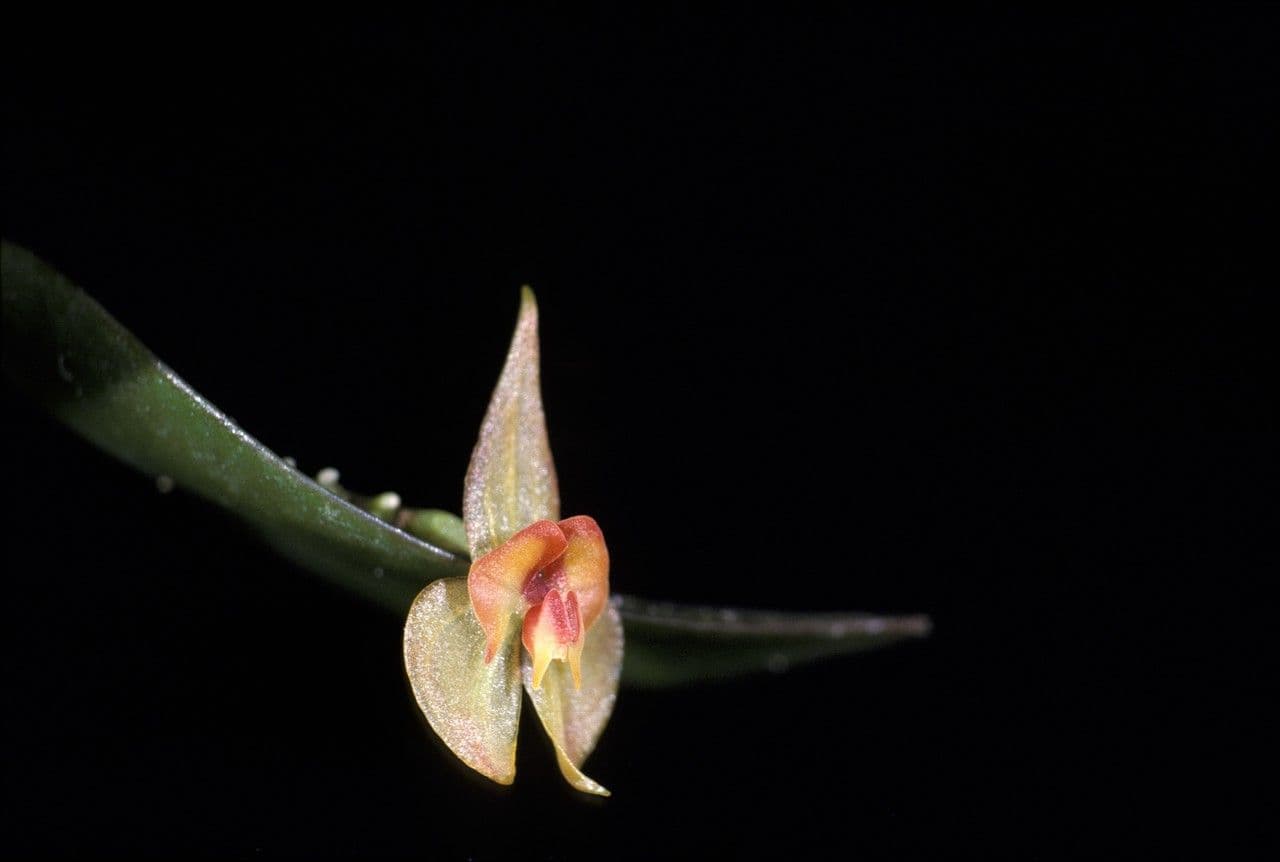 Lepanthes a spirale 3