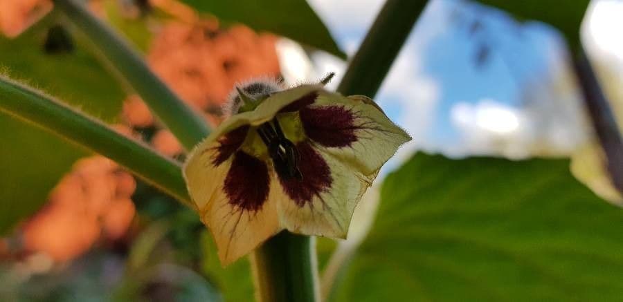 Physalis pubescent 6