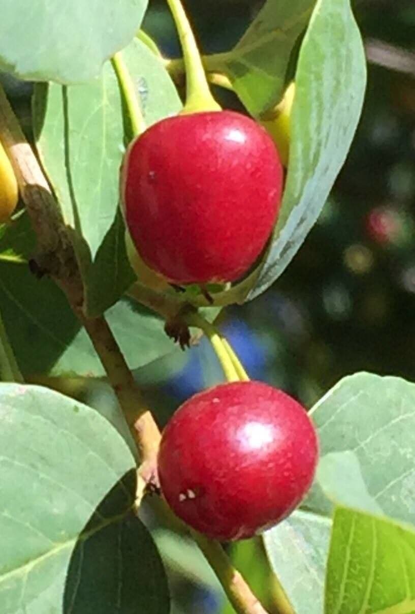 Berchemia zeyheri 2