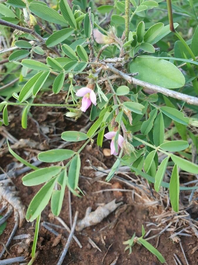 Tephrosia 2