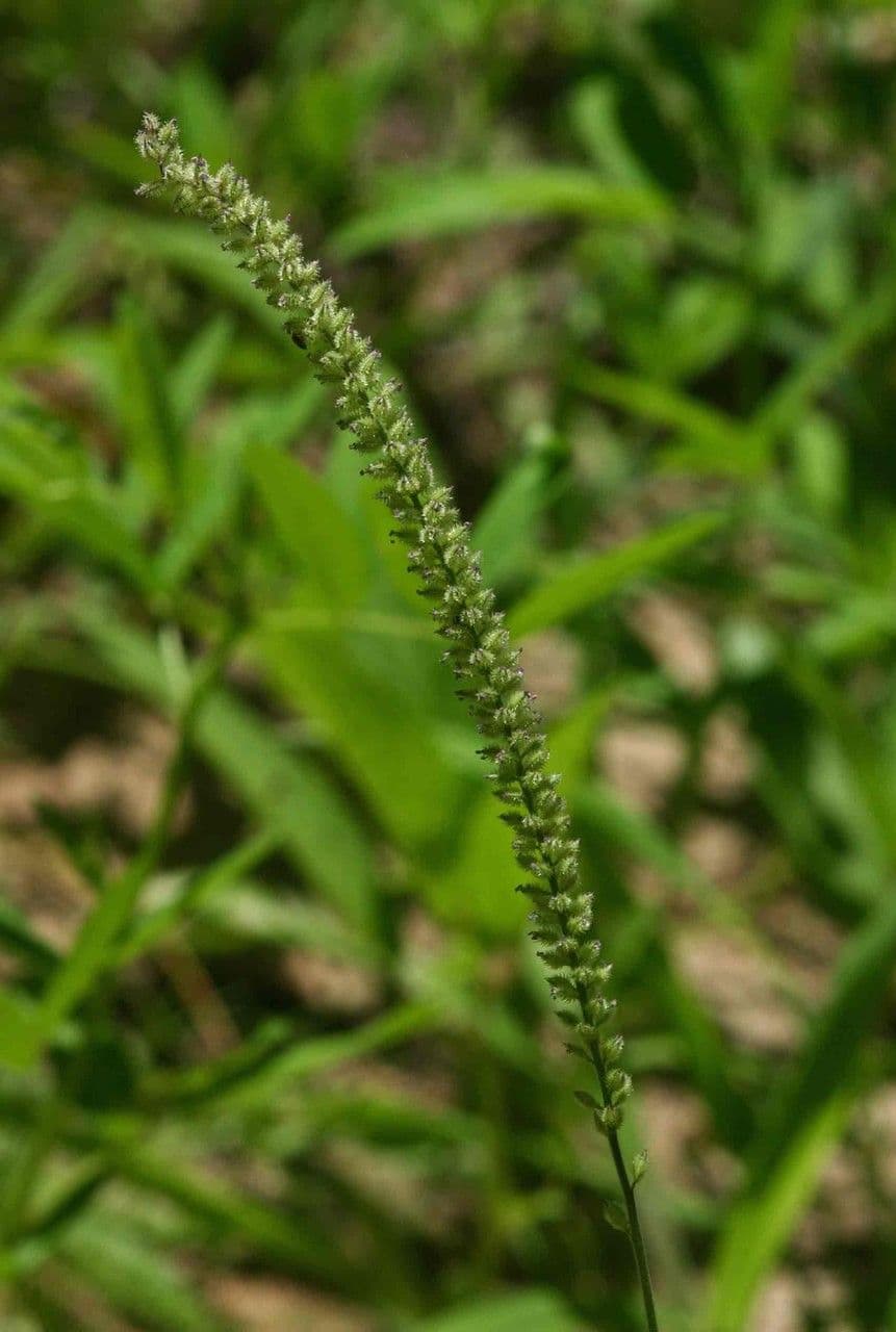 Tragus berteronianus 2