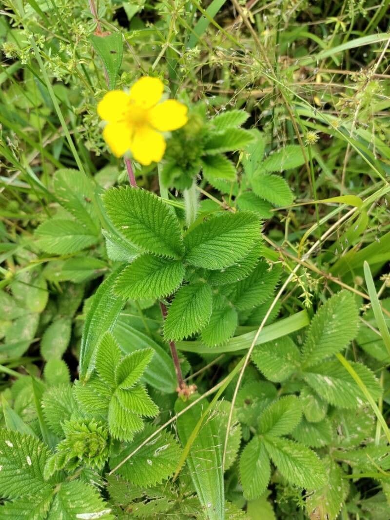 Cinquefoglie rupestre 12