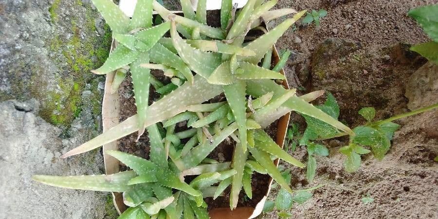 Aloe vera 21
