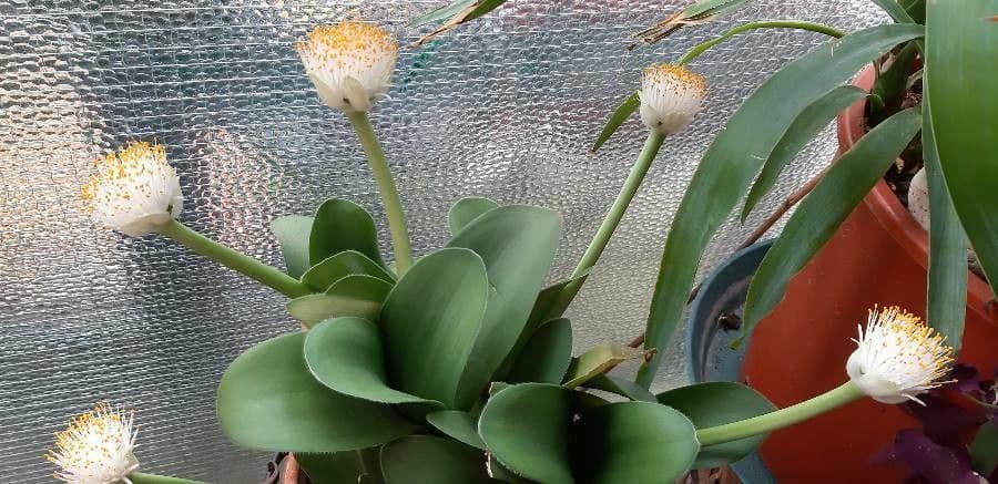 Haemanthus 17