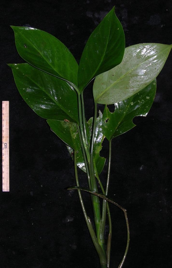 Dieffenbachia 9