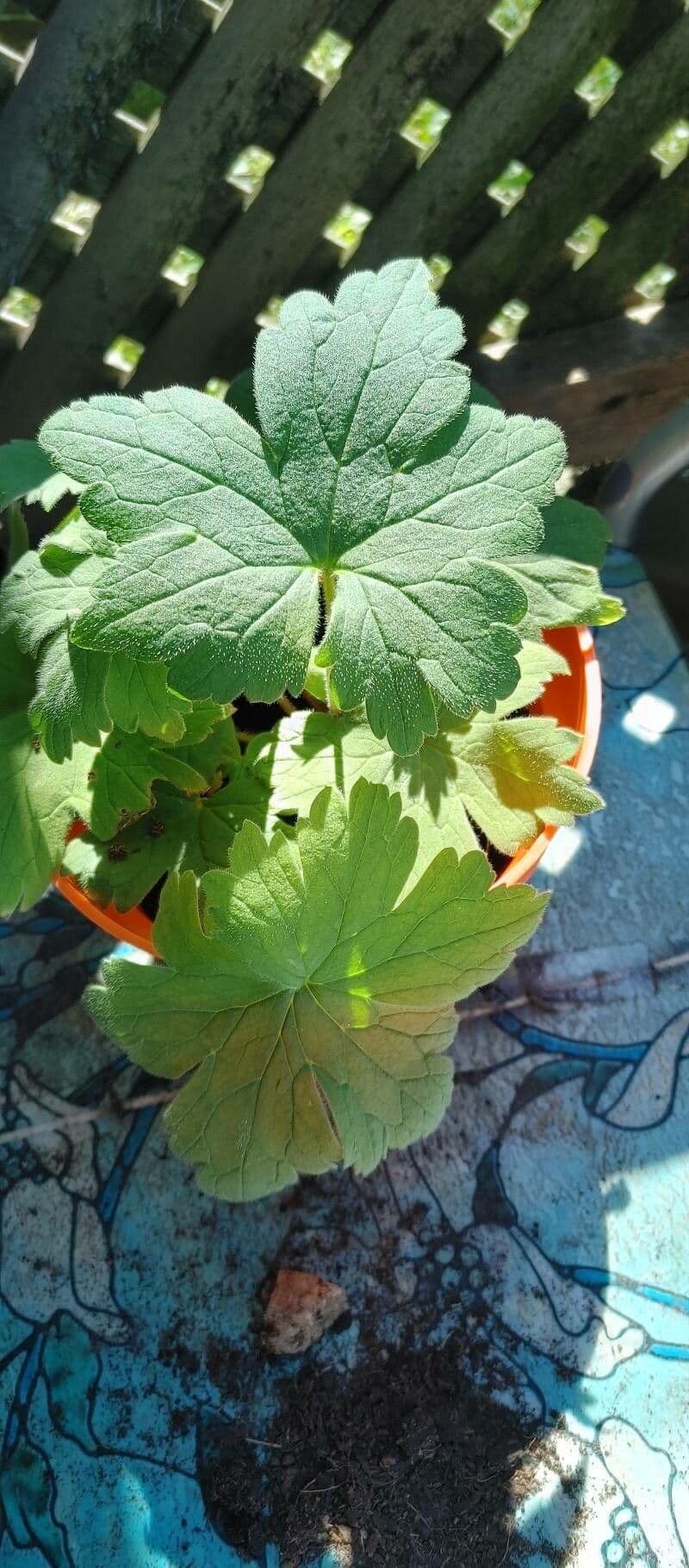 Tellima grandiflora 18