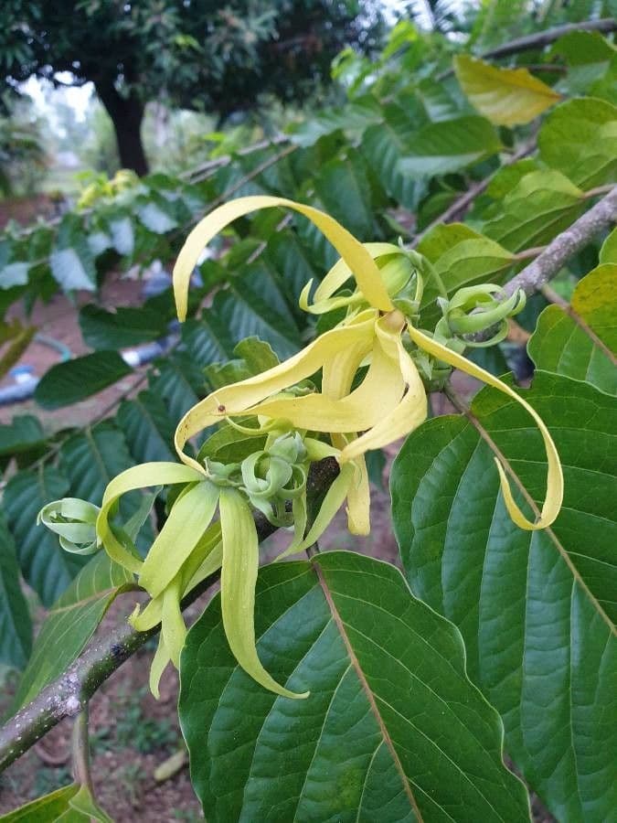 Ylang-ylang 9