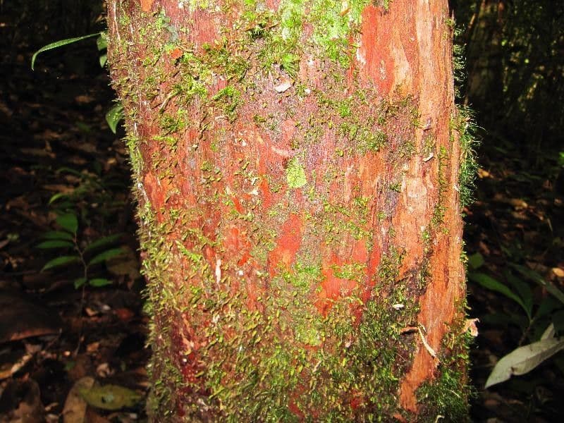 Pouteria