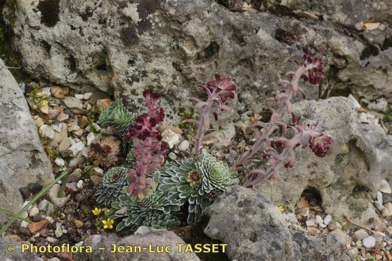 Sassifraga alpina 10