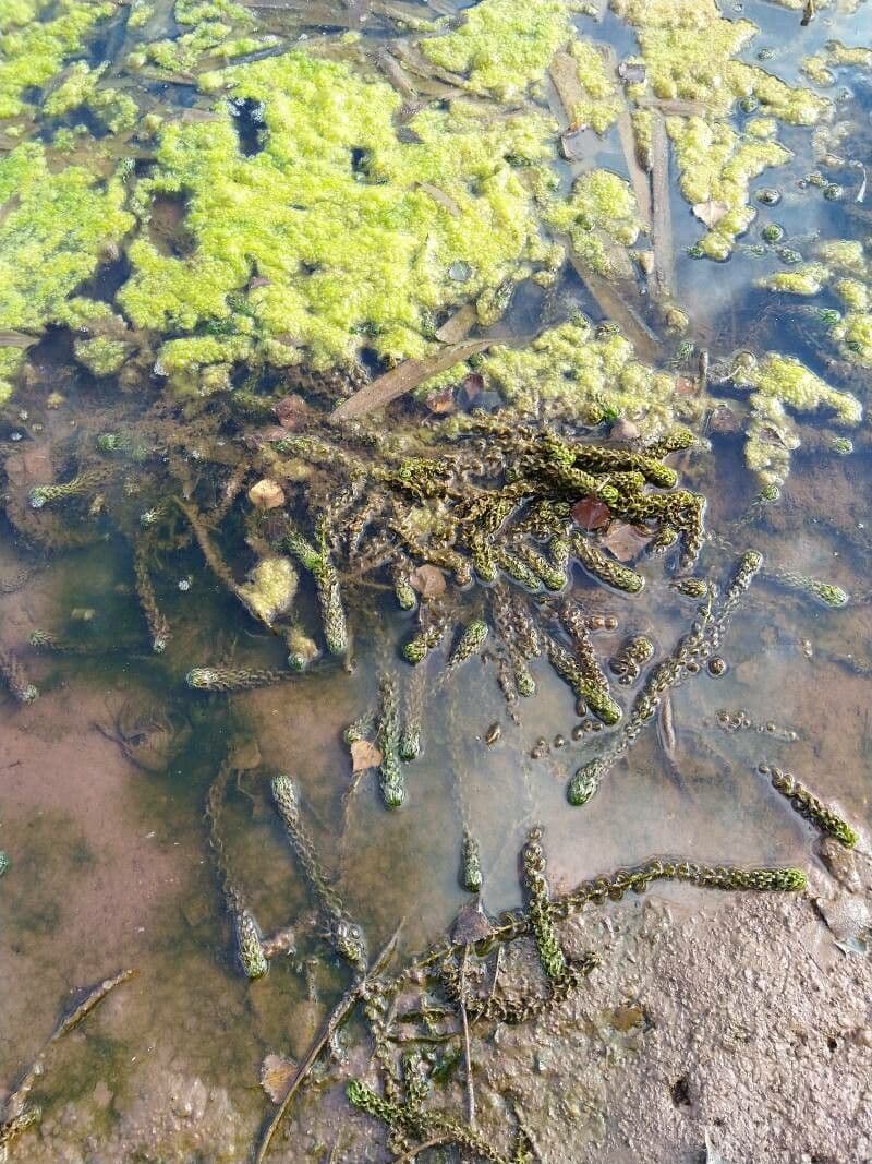 Elodea del Capo 15