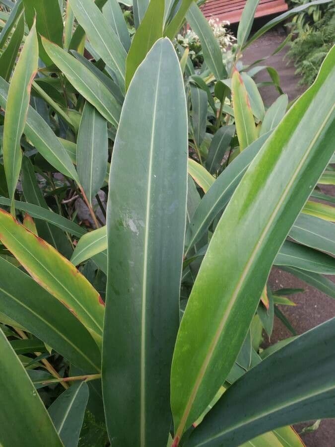 Alpinia 5
