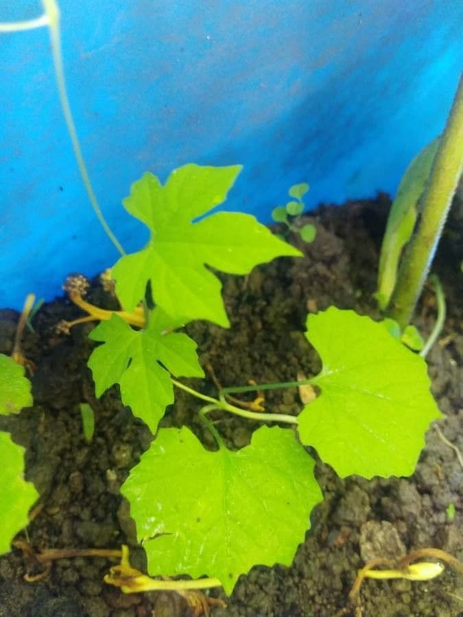 Melothria pendula 17