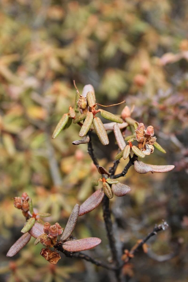 Rododendro 2