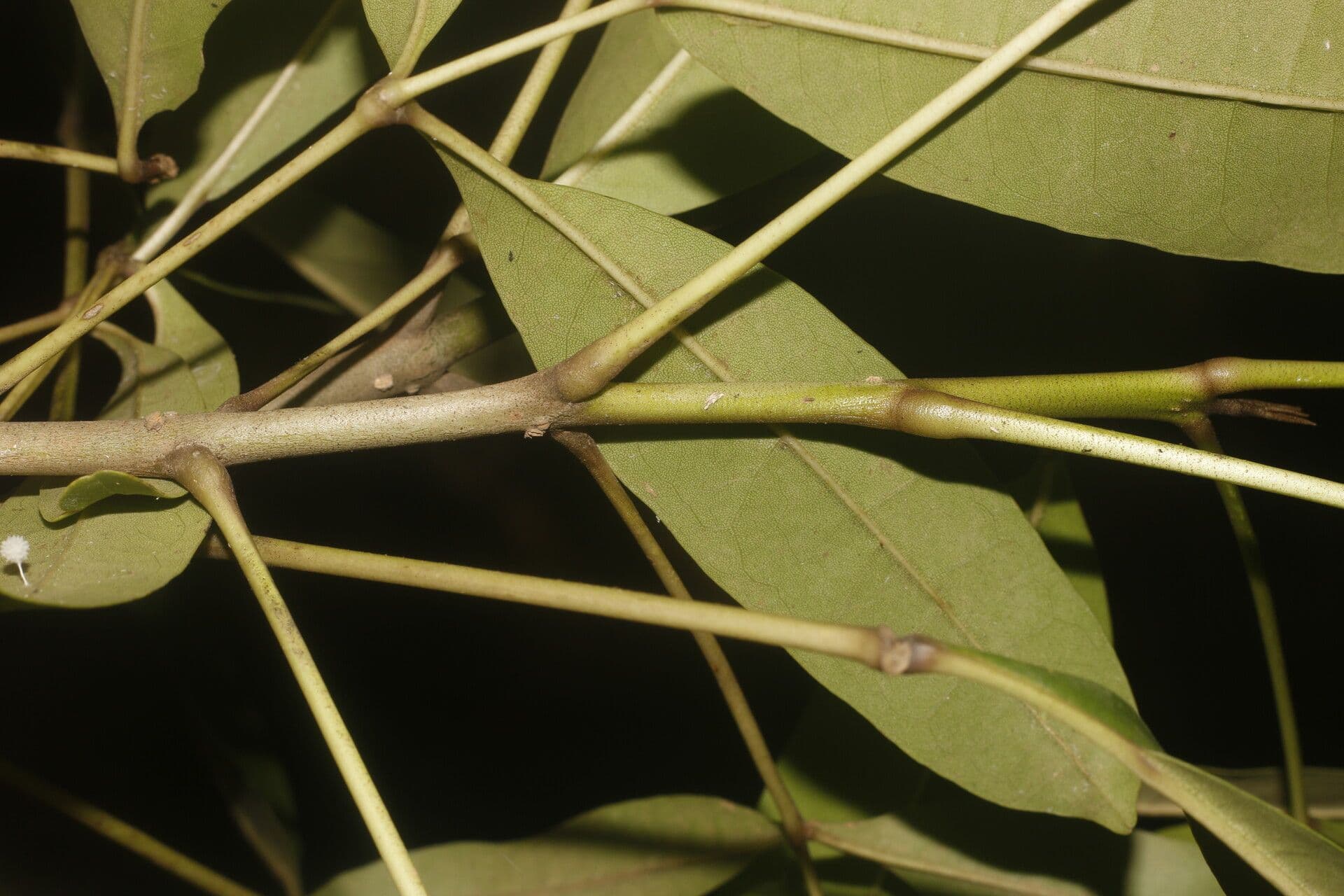 Ipê delle paludi