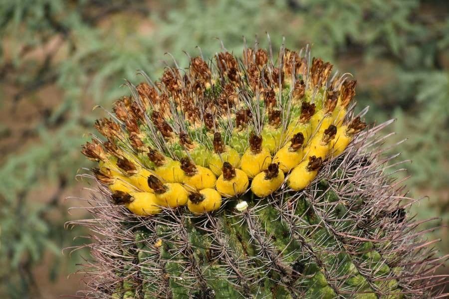 Cactus barile di Leconte 2