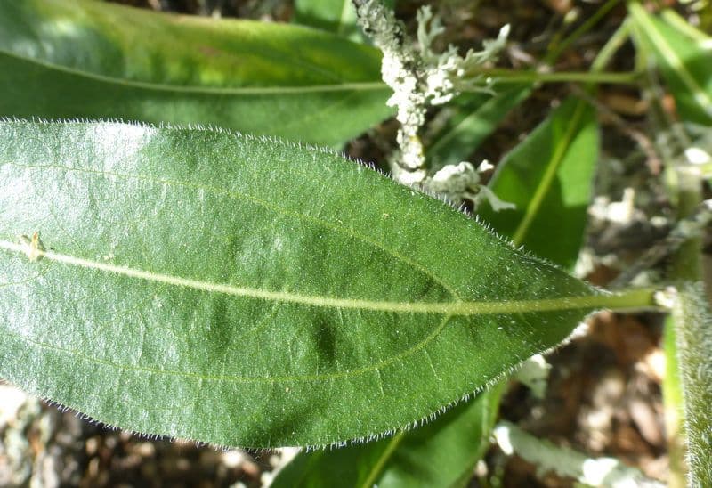 Helianthella 11