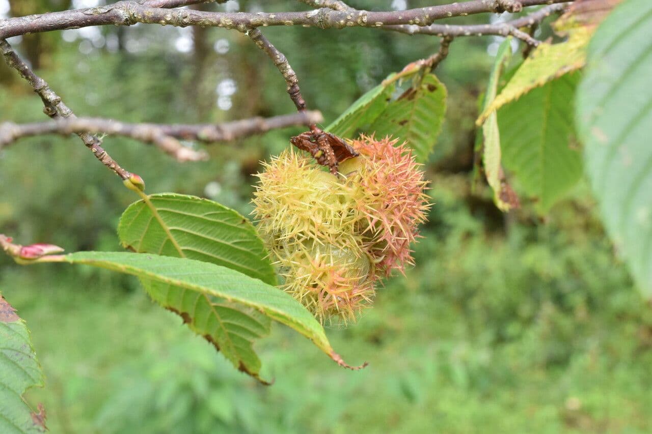 Himalayan hazel 4