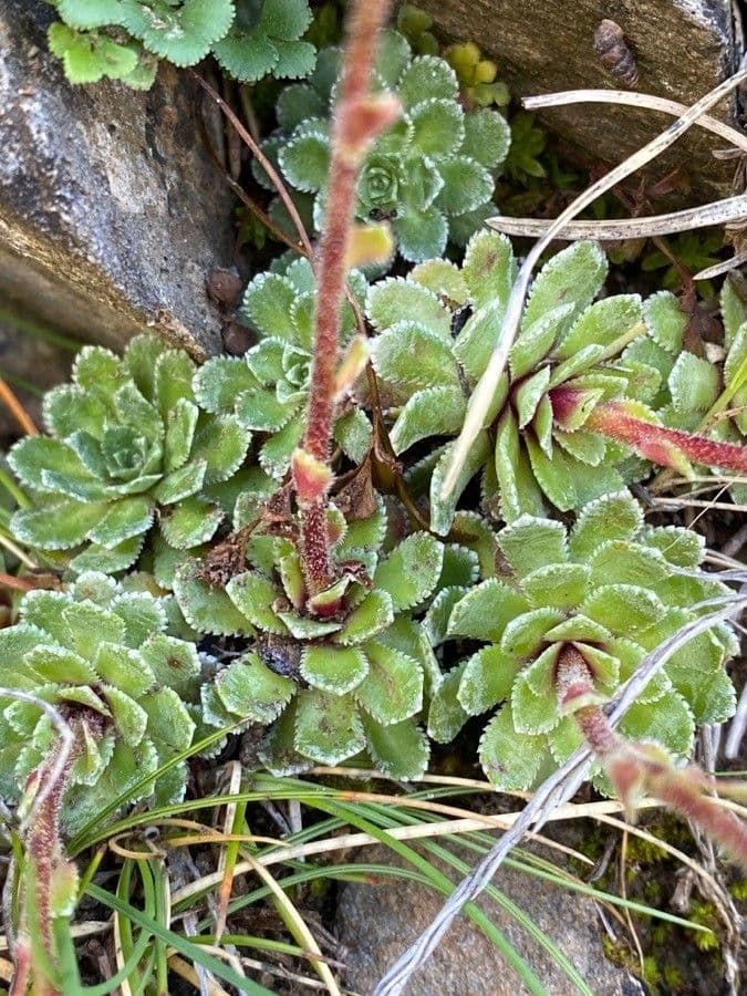 Saxifrage paniculée 16