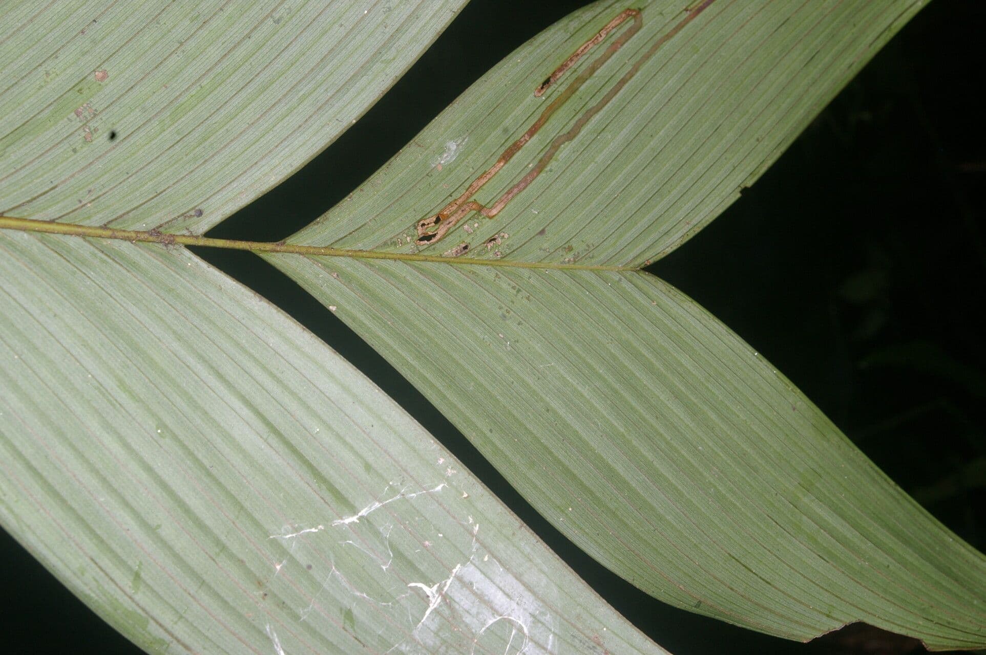 Geonoma congesta 7