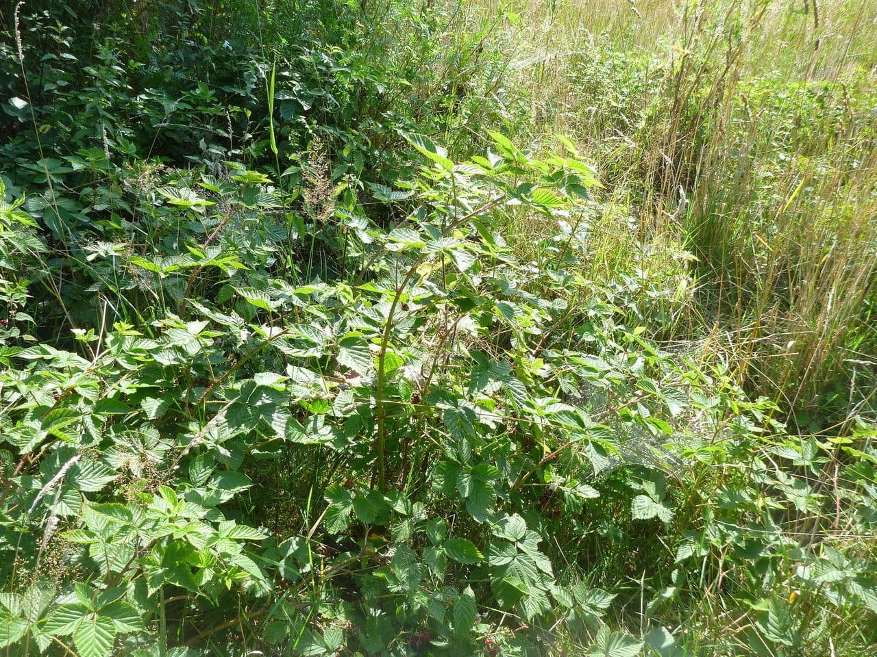 Rote Brombeere 7