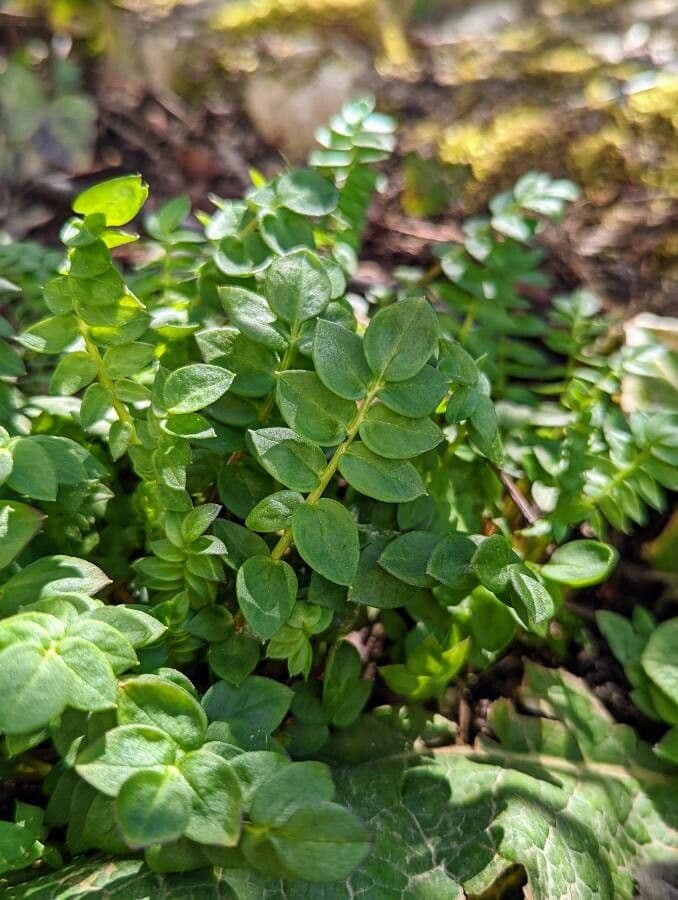 Polemonium reptans 16