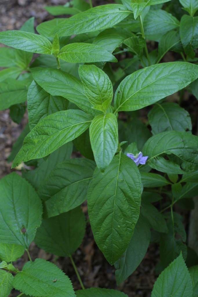 Ruellia 11